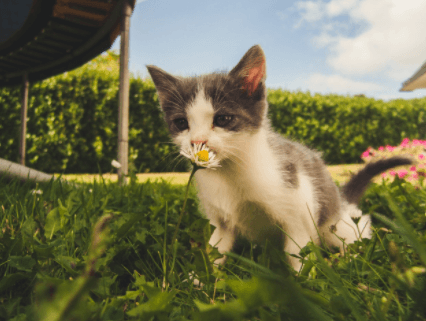 5 Ways to Reduce Litter Box Smell for Cats