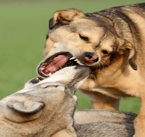 Dealing with Aggressive Dogs