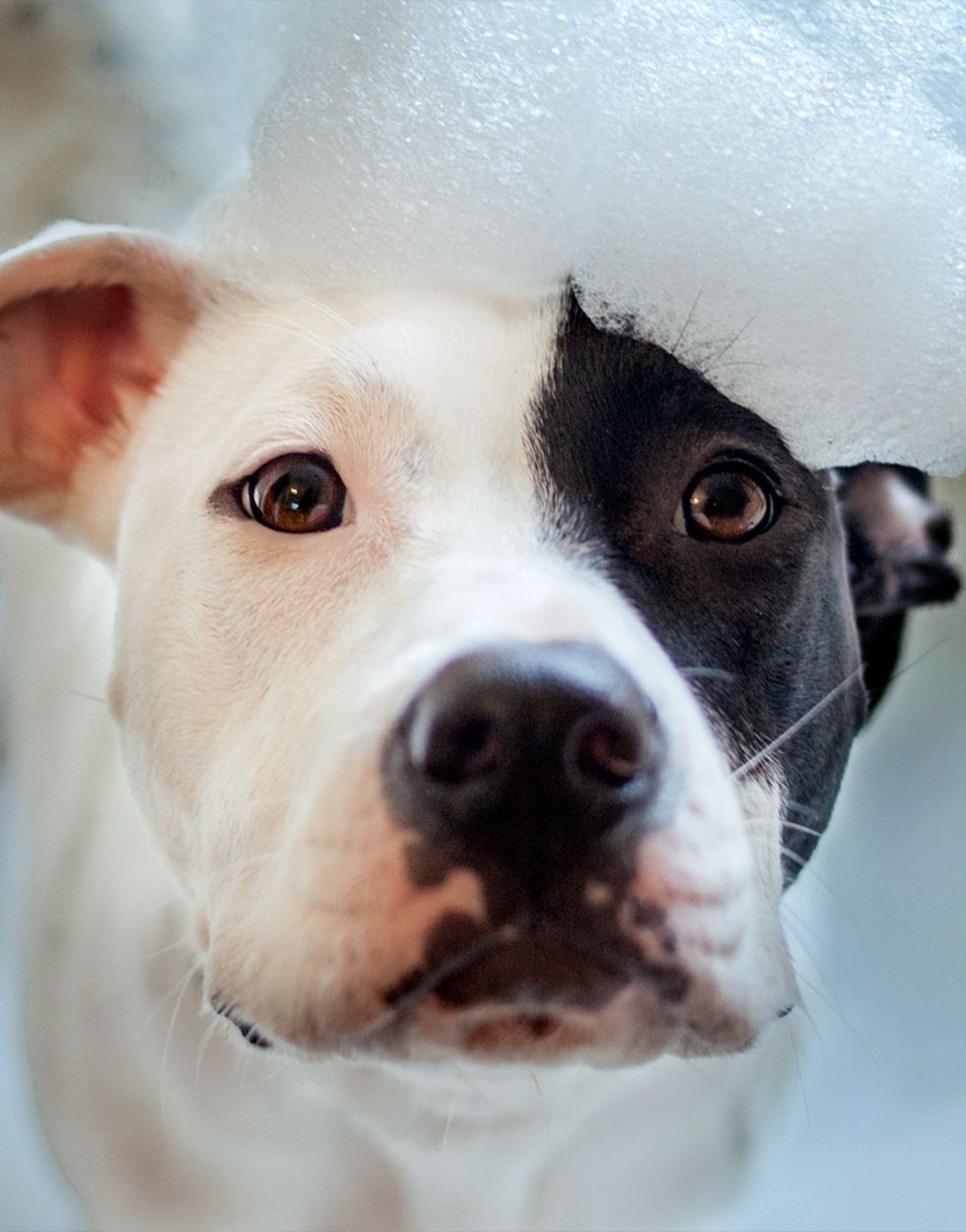 pitbull taking a bubble bath at life of riley hotel and spa