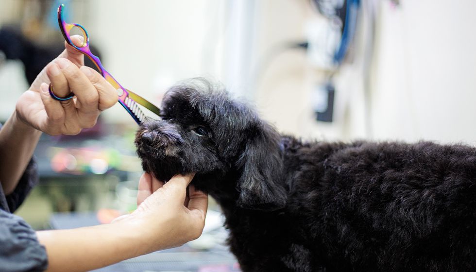 pet groomer giving a cut to a black dog at life of riley hotel and spa