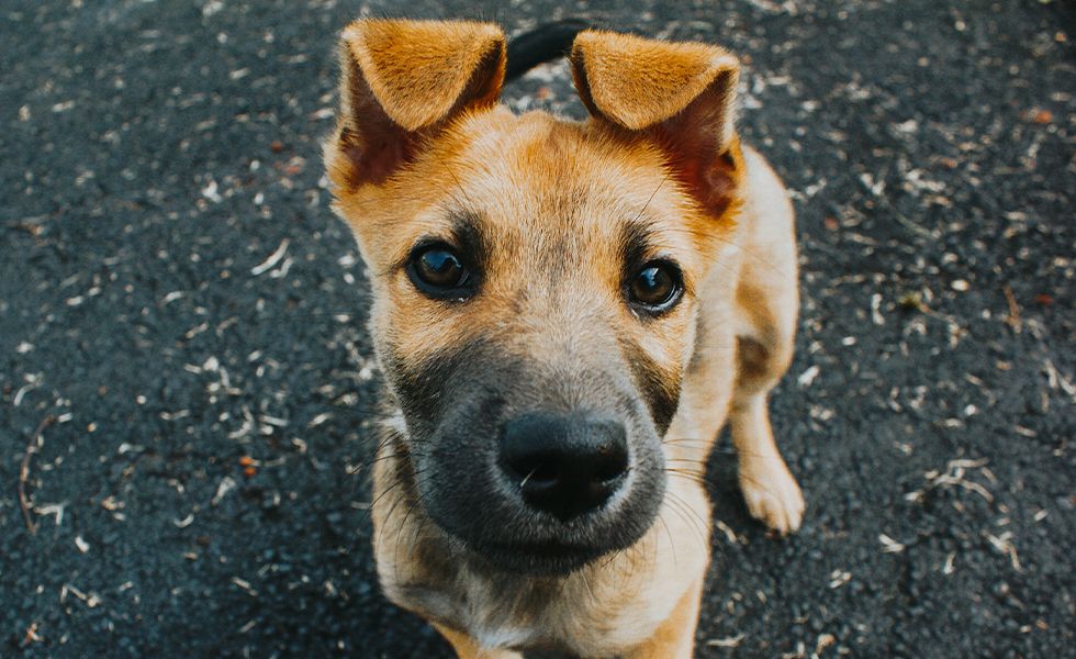 Life of Riley Dog Training Rockville, Adams