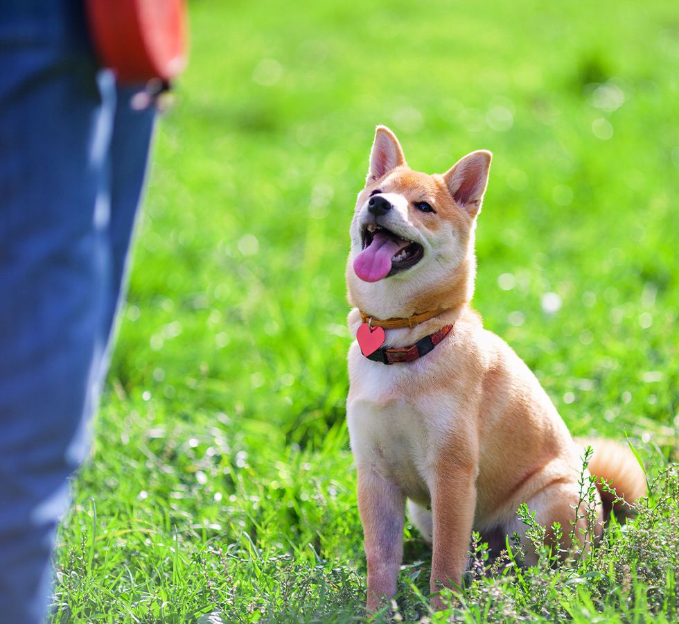 smiling shiba inu dog on the grass looking at his trainer in dog training at life of riley pet hotel and spa