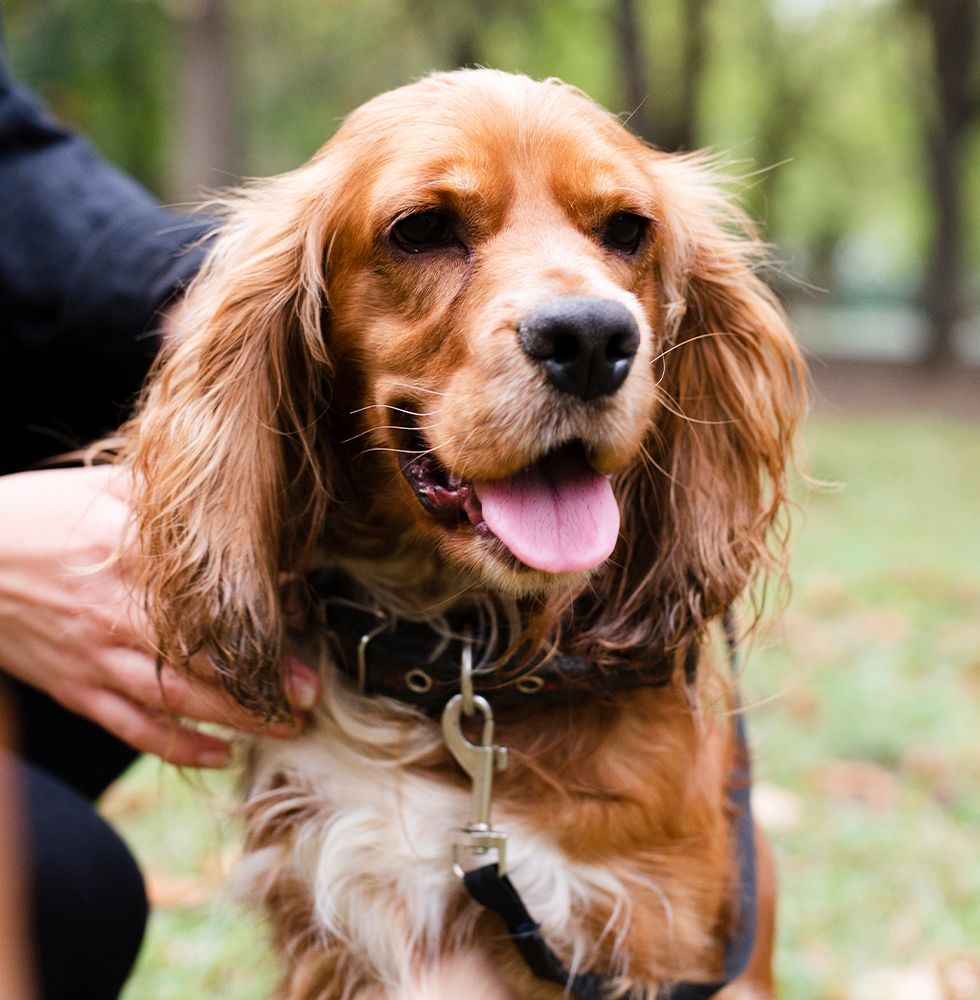 cocker spaniel dog taking a walk at the park